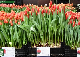 Tulipa Yalena ® (1)